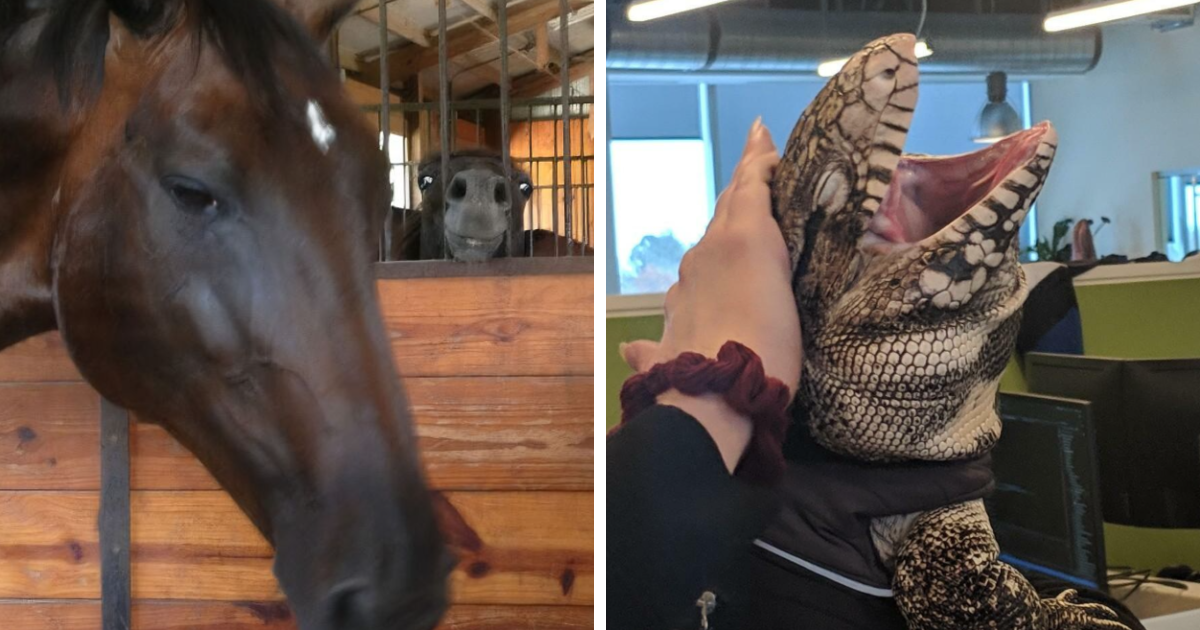 Primer plano de un caballo y un burro haciendo caras extrau00f1as y divertido lagarto abriendo la boca dentro de una oficina.