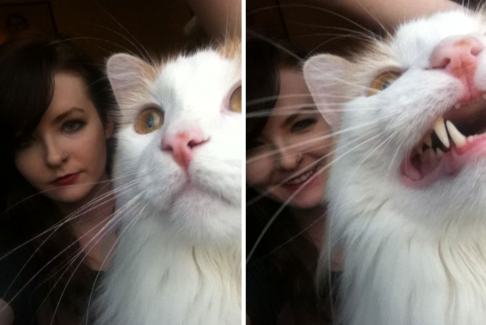 Gato interrumpe la foto perfecta de una mujer, mostrando momentos divertidos de mascotas robando el protagonismo.