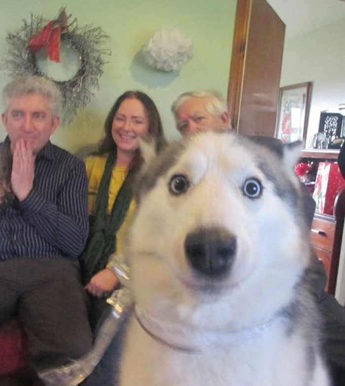 Perro Husky arruinando la foto familiar perfecta, robando el protagonismo y divertido momento de mascotas.