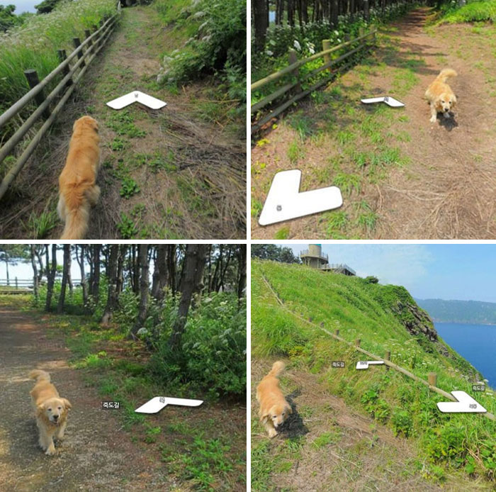 Perro travieso arruinando la foto perfecta en senderos naturales, momentos divertidos de mascotas que roban atención.
