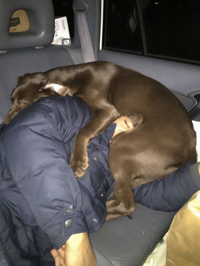 Perro marrón dormido encima de persona en el asiento trasero del coche en divertidas fotos de vacaciones de verano.