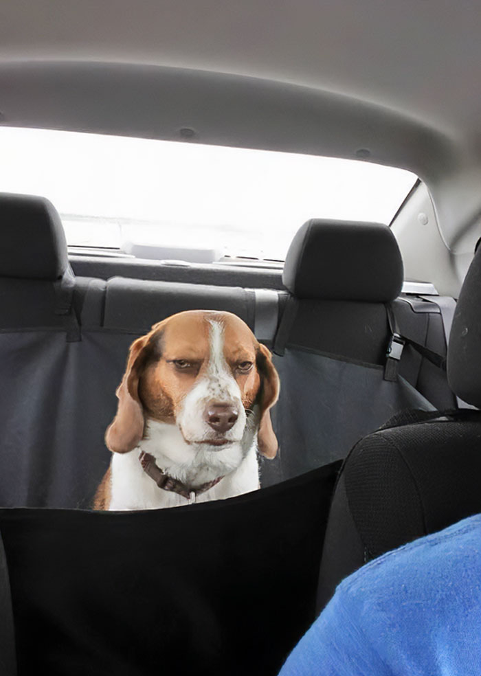 Perro mirando con expresión divertida en el asiento trasero de un coche durante vacaciones de verano en viaje.
