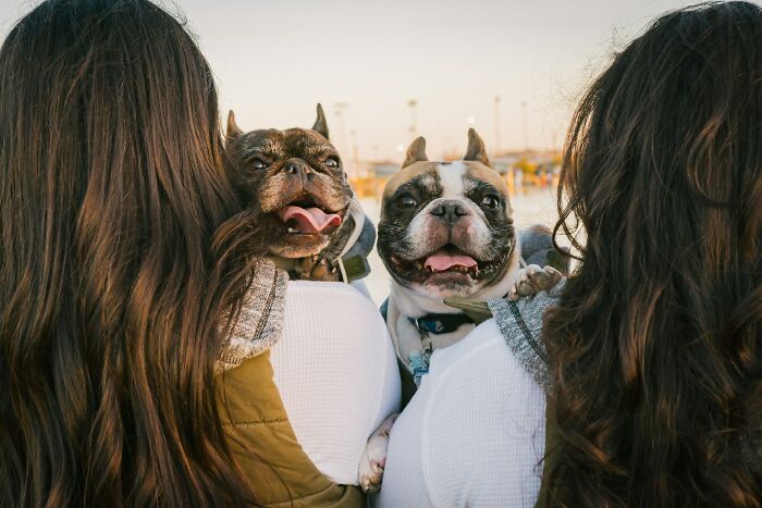 Dos padres cotillas sostienen perros bulldog mientras disfrutan el atardecer al aire libre con sus hijos adolescentes.