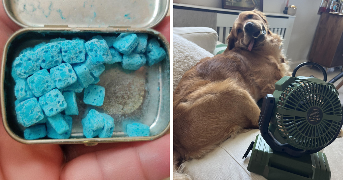 Pastillas azules en caja metu00e1lica y perro buscando alivio con ventilador, mostrando consecuencias de olas de calor veraniegas.