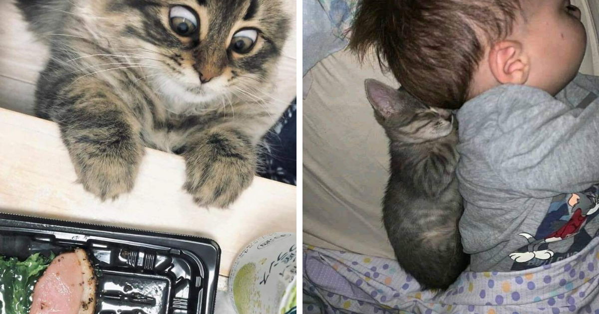 Gato curioso mirando comida y gato durmiendo abrazado a un niu00f1o momentos divertidos con gatos compartidos.