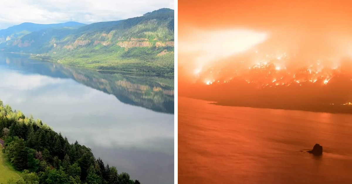 Comparaciu00f3n entre un paisaje natural sereno y un incendio forestal intenso, mostrando la diversidad inesperada de la vida.