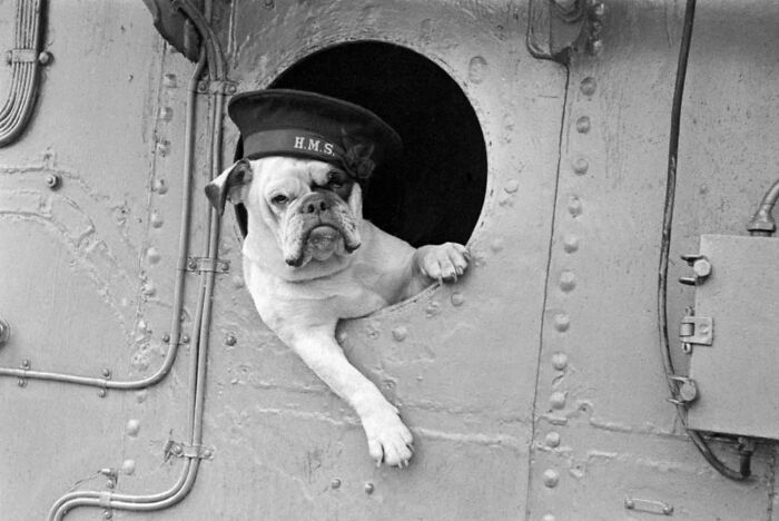 Perro con gorra naval asomado en una nave antigua, representando datos históricos poco conocidos. Perro con gorra naval asomado en una nave antigua, representando datos históricos poco conocidos.