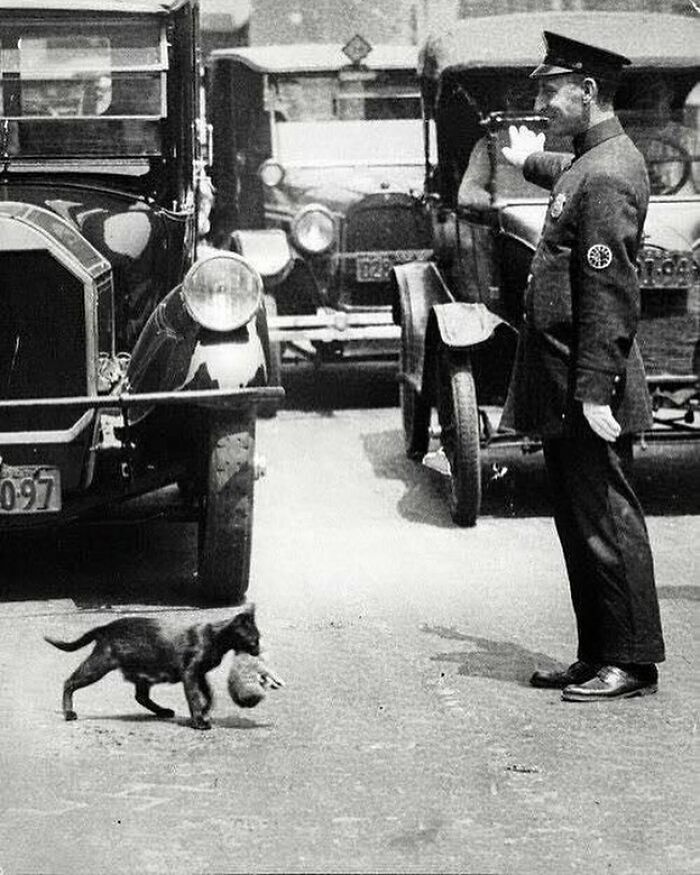 Policía de tráfico de época deteniendo autos mientras un gato cruza la calle con un objeto en la boca, historia poco conocida. Policía de tráfico de época deteniendo autos mientras un gato cruza la calle con un objeto en la boca, historia poco conocida.