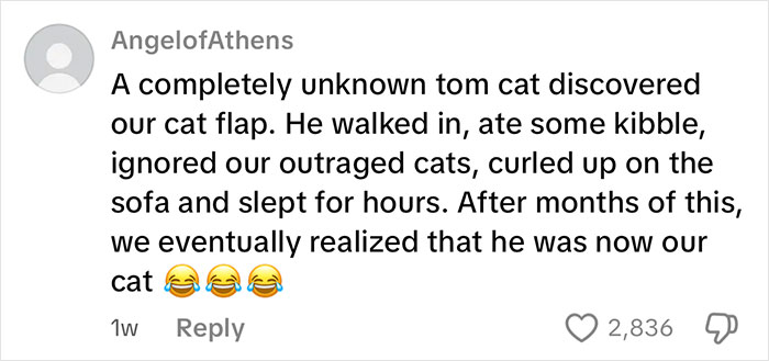 Comentario sobre un gato callejero que usa una gatera instalada por un manitas y se convierte en el gato de la casa.