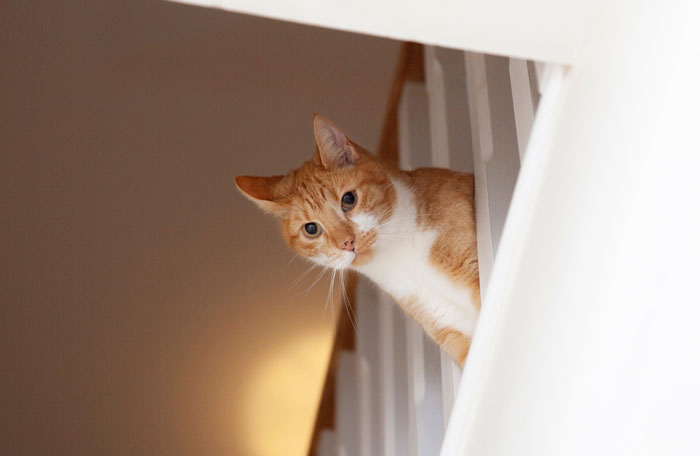 Gato naranja y blanco asomándose por la barandilla después de que un manitas instala una gatera en casa.