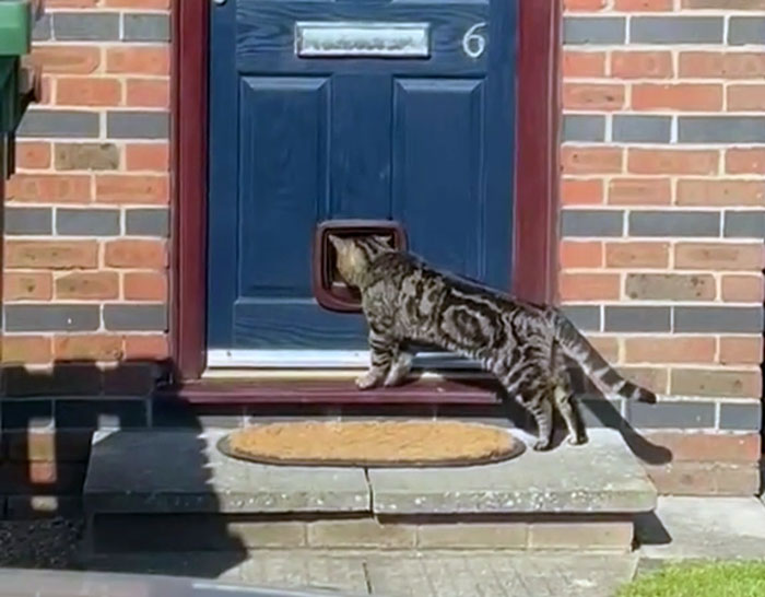 Gatera instalada en puerta azul con gato explorando entrada en casa de ladrillo durante el día, manitas trabajando.