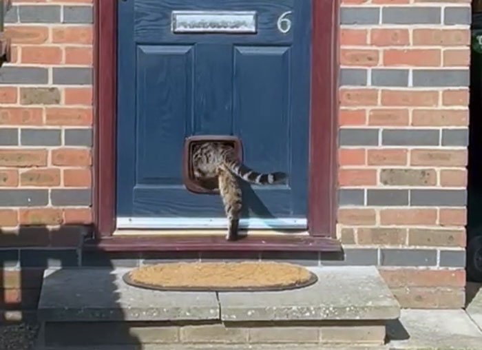 Gato entrando por gatera nueva instalada por manitas en puerta azul de casa de ladrillo con felpudo en escalón.