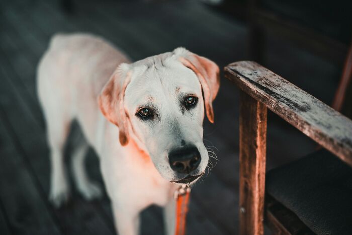Perro Labrador con mirada seria enfocada, representando que Reddit no es para los débiles de corazón.