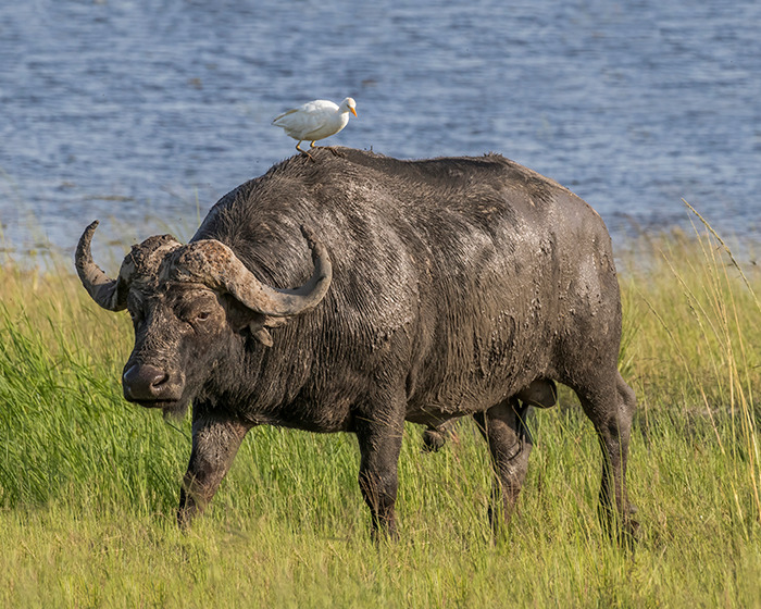 Búfalo africano en sabana con ave sobre su lomo, simbolizando incidente de cazador millonario en safari.
