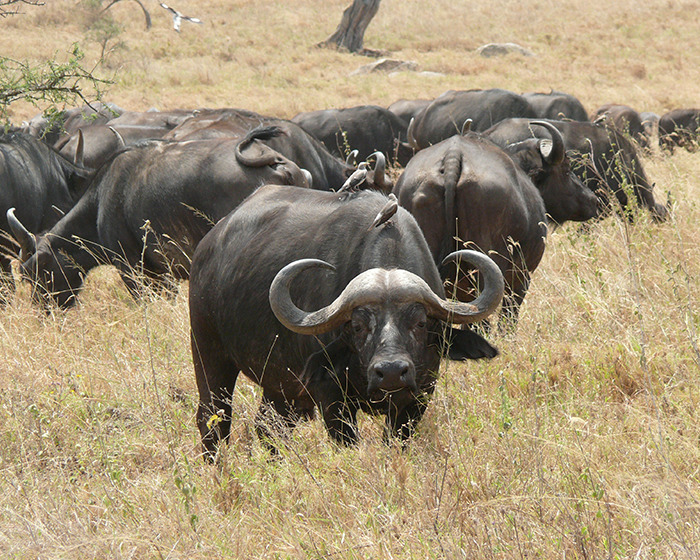 Manada de búfalos pastando en sabana seca durante un safari mostrando el comportamiento natural de los búfalos.