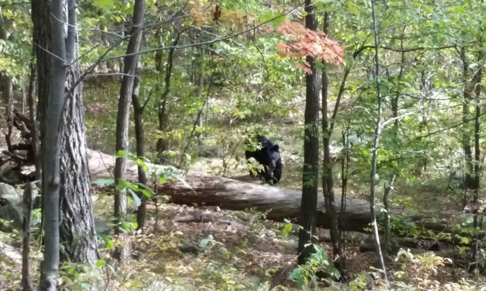 Oso negro caminando sobre un tronco caído en el bosque segundos antes de un desastre inesperado.