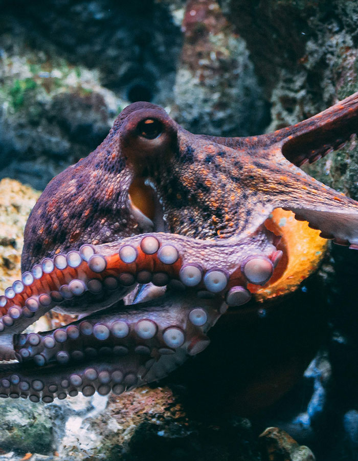 Pulpo en acuario con tentáculos extendidos, relacionado con incidente de pulpo atacando a niño de 6 años.