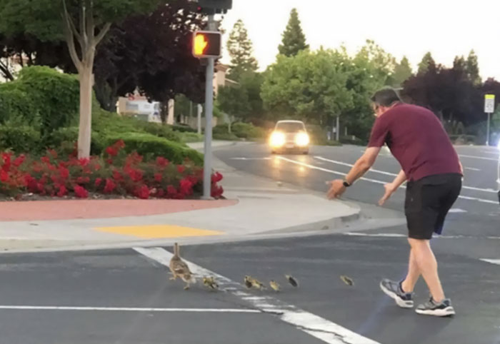 Hombre ayudando a patitos a cruzar la calle segundos antes de un posible desastre en la carretera con autos acercándose.
