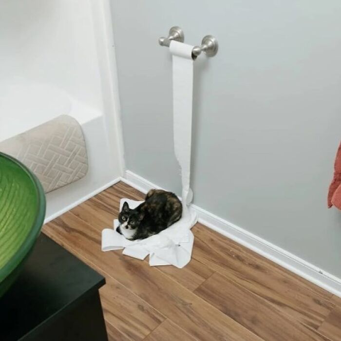Gato comportándose de forma rara sentado sobre un rollo de papel higiénico desenrollado en el suelo del baño.