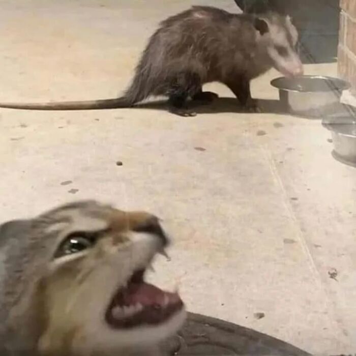 Gato mostrando comportamiento raro al observar a una zarigüeya cerca de platos con comida en el suelo.