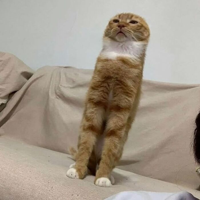 Gato naranja comportándose de forma rara y divertida, con postura erguida sobre sofá beige en casa.