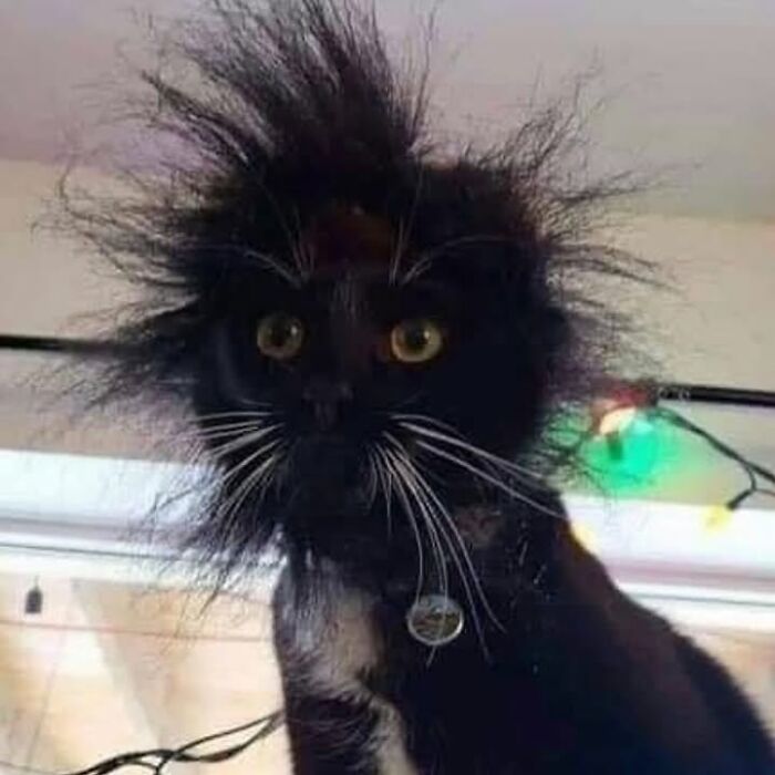 Gato negro con pelo muy alborotado mostrando comportamiento raro y divertido típico de fotos de gatos.
