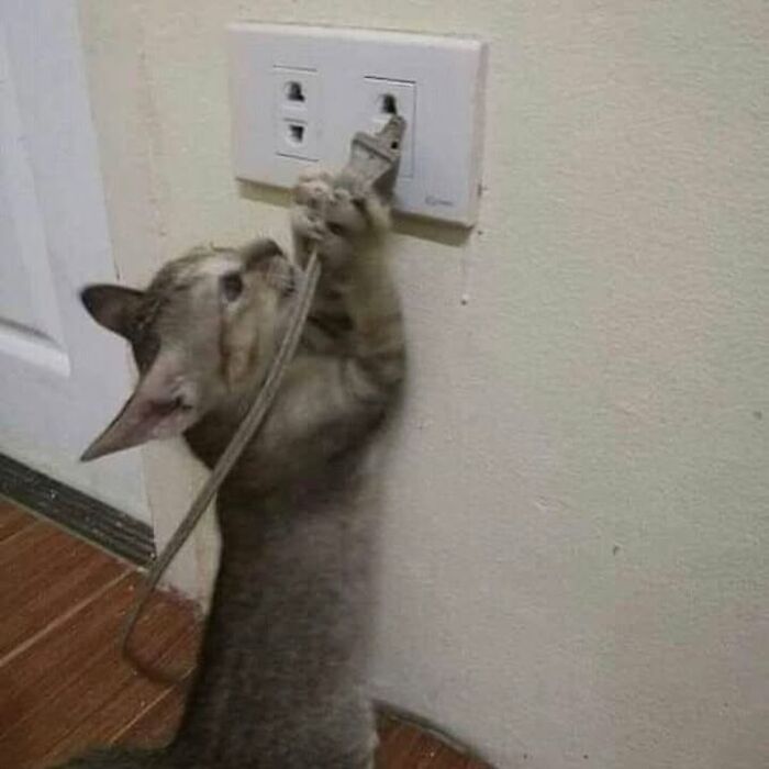 Gato curioso jugando con un enchufe, ejemplo divertido de gatos comportándose de forma muy rara en casa.
