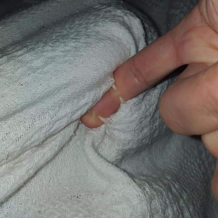 Uñas de gato agarrando el dedo humano a través de una tela blanca en una escena divertida de gatos comportándose raro.
