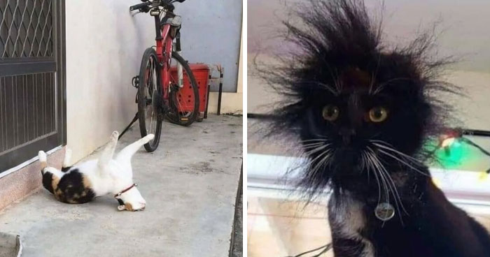 35 Fotos divertidas de gatos comportándose de forma muy rara