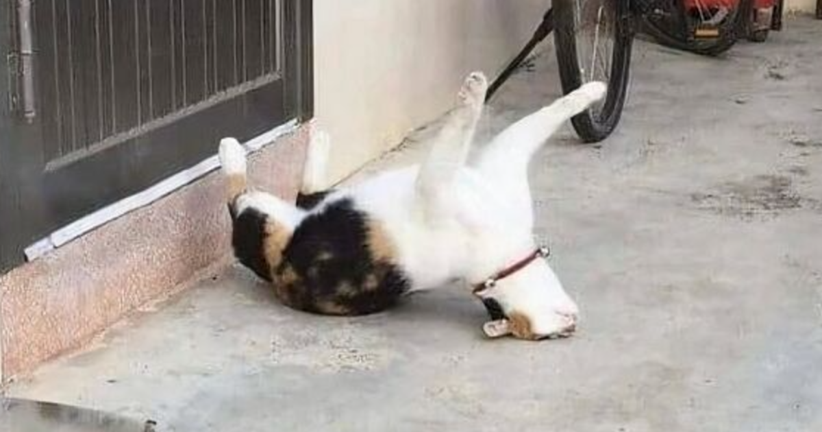 Gato acostado boca arriba en el suelo con postura inusual, mostrando comportamiento raro y divertido de gatos.