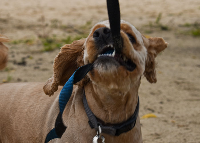 Perro agresivo sujetando correa con dientes, simbolizando momentos en que personas enfrentaron maldad pura y sobrevivieron.