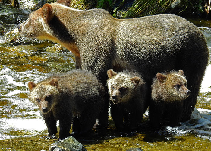 Oso madre con tres crías en un río, capturando un momento natural que muestra el encuentro con la pureza de la naturaleza y el mal.