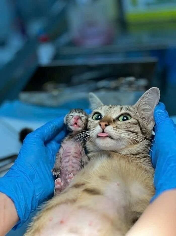 Gato madre con gatito recién nacido en manos con guantes azules, momentos divertidos con gatos compartidos.