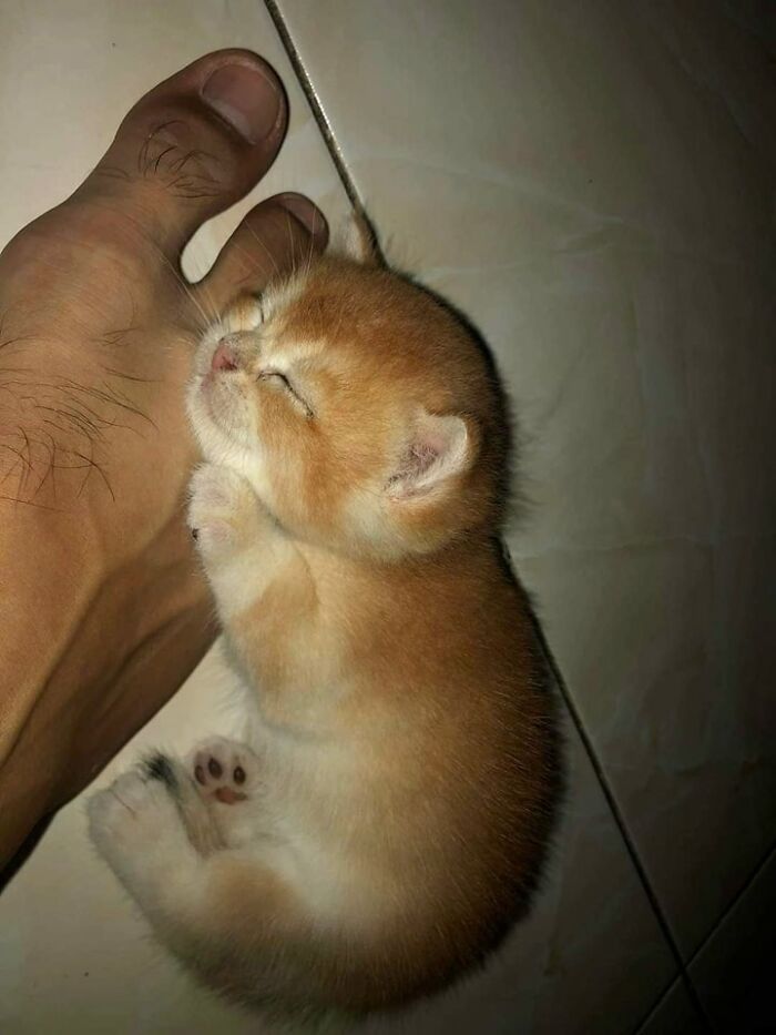Gatito naranja dormido junto a un pie humano, capturando momentos divertidos con gatos adorables y tiernos.