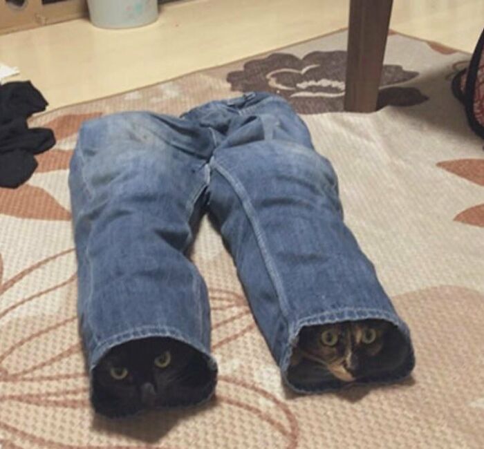 Dos gatos dentro de pantalones de mezclilla, mostrando un comportamiento muy raro y divertido en casa.