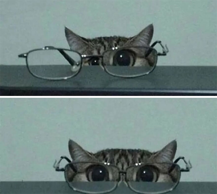 Gato caótico mirando a través de gafas con reflejo en sus ojos en una imagen divertida y curiosa.