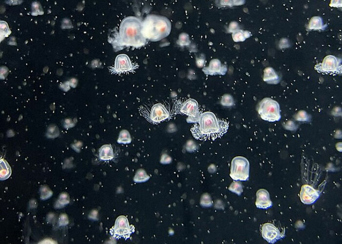 Pequeñas medusas translucidas en el agua oscura, ilustrando verdades perturbadoras sobre animales marinos.