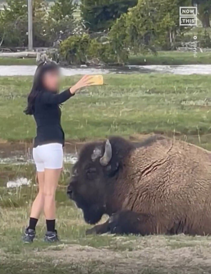 Mujer tomando selfie cerca de un bisonte grande, ejemplo de personas que hicieron algo sin darse cuenta del peligro.