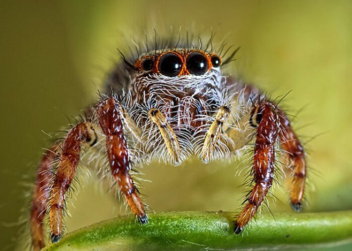 Araña saltadora en primer plano, con detalles de ojos y pelaje, representando verdades perturbadoras sobre animales.
