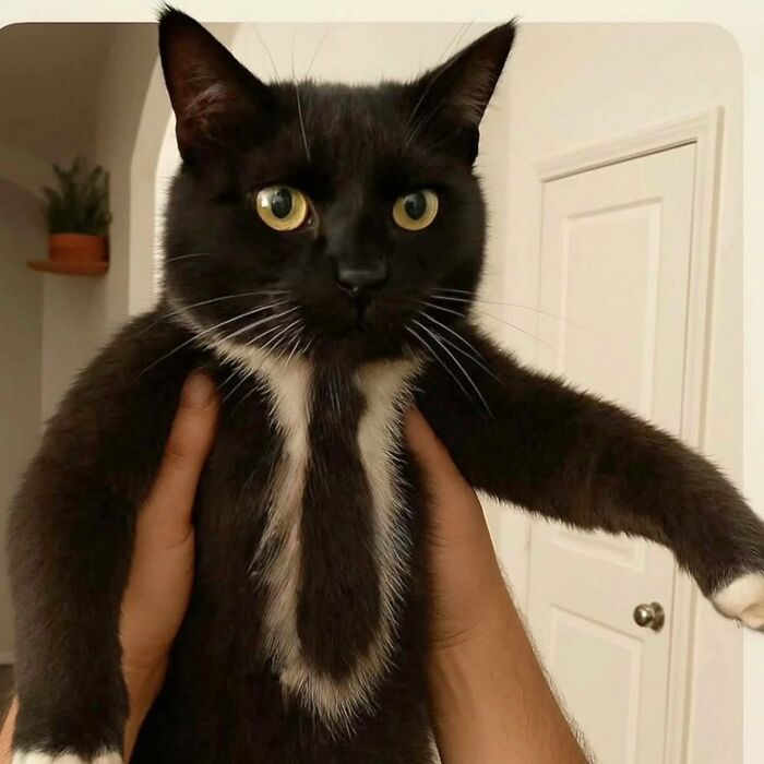 Gato negro con aura poderosa, mirando fijamente mientras es sostenido por manos humanas en interior luminoso.