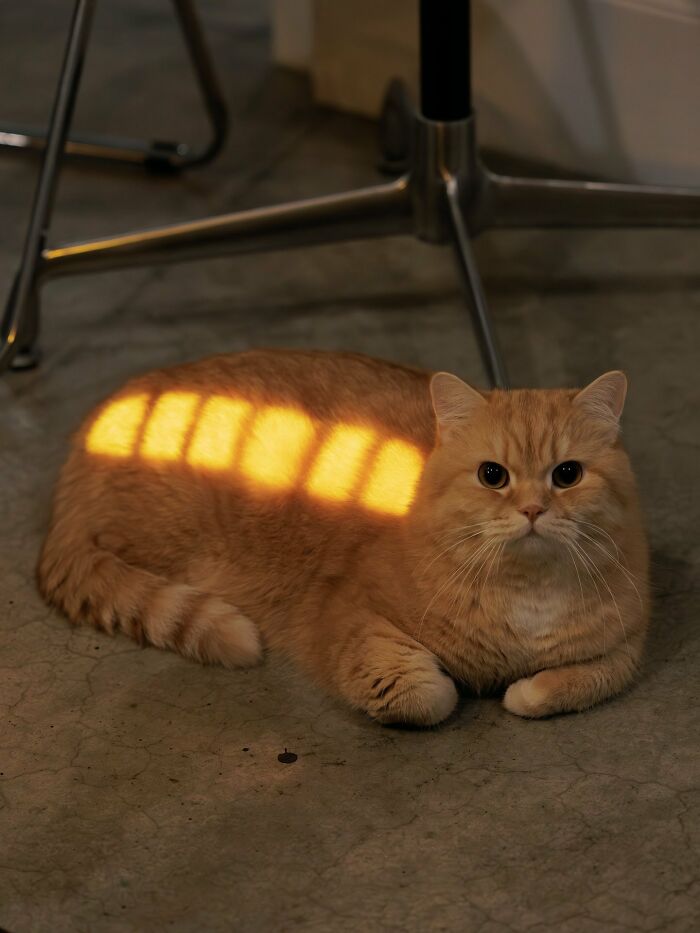 Gato naranja con aura poderosa descansando en el suelo mientras la luz crea reflejos sobre su cuerpo.