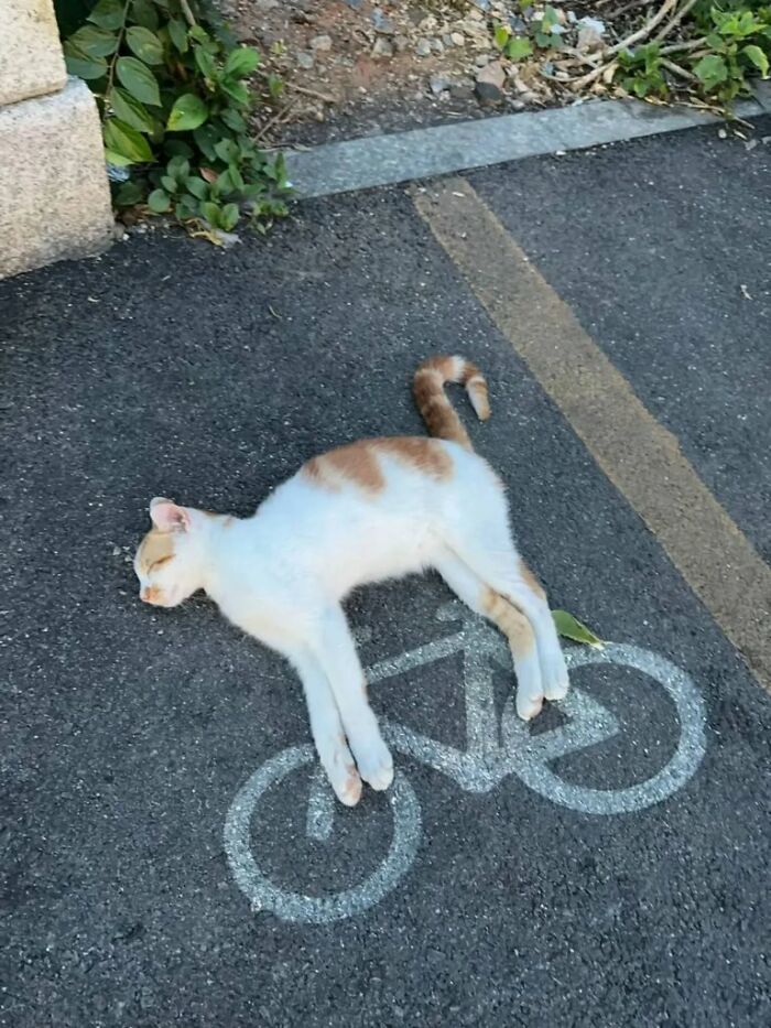 Gato con aura poderosa acostado sobre símbolo de bicicleta en camino, mostrando tranquilidad y energía felina única.