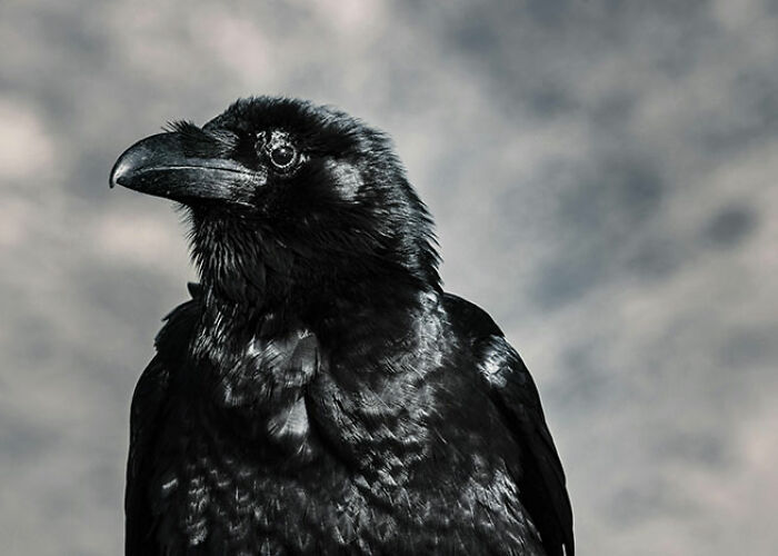 Cuervo negro con plumaje brillante en primer plano mostrando detalles perturbadores sobre animales y su naturaleza impactante.