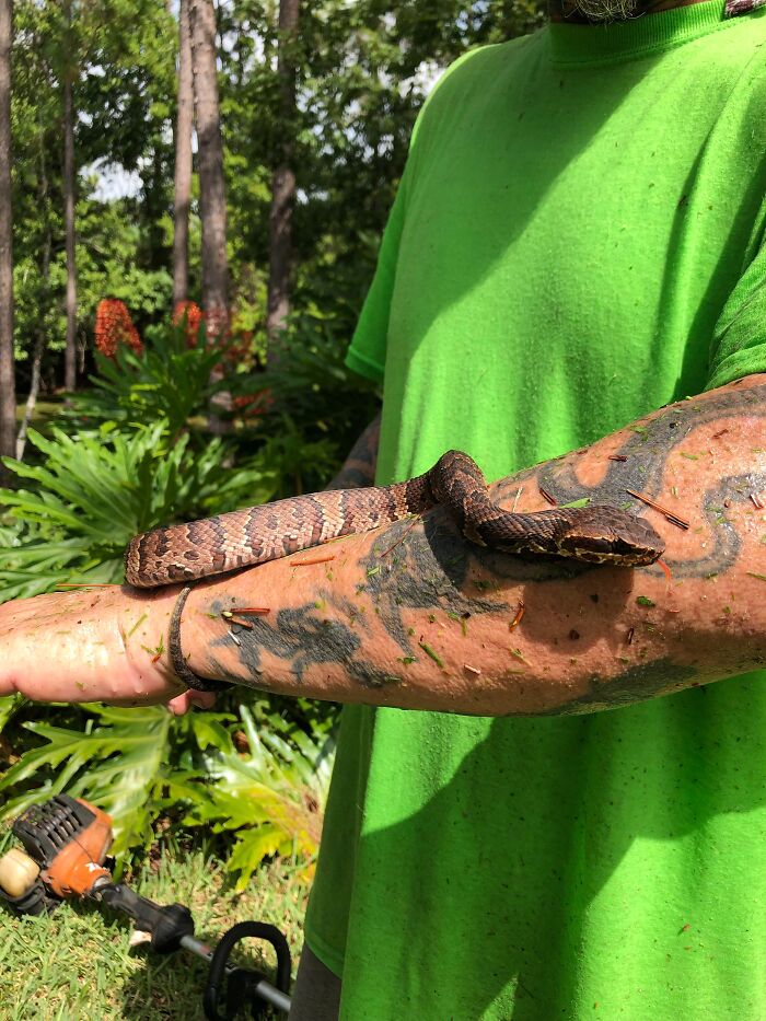 Hombre con camiseta verde sosteniendo una serpiente sobre su brazo tatuado rodeado de naturaleza, sin darse cuenta del peligro.