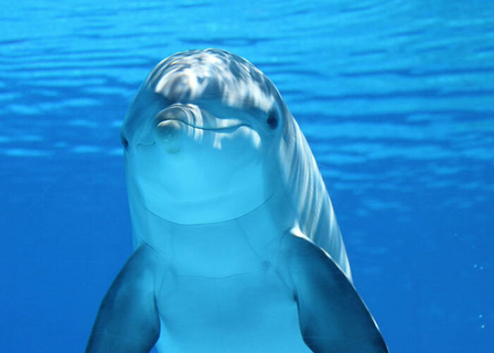 Delfín nadando en agua azul claro, ilustrando verdades perturbadoras sobre animales que pocos conocen.