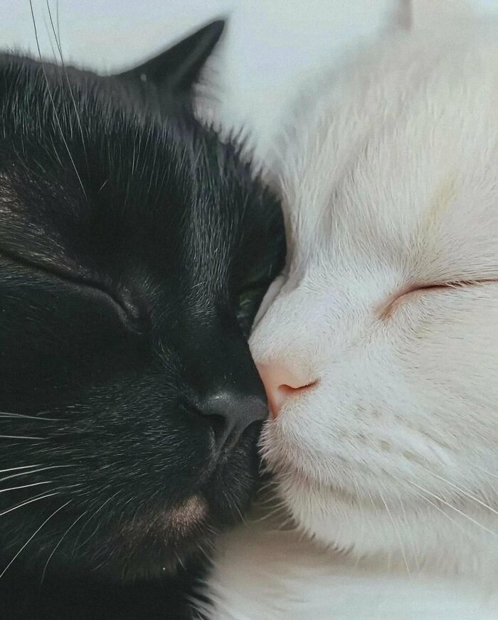 Dos gatos durmiendo juntos, uno negro y otro blanco, mostrando un aura poderosa y tranquila en un close-up adorable.