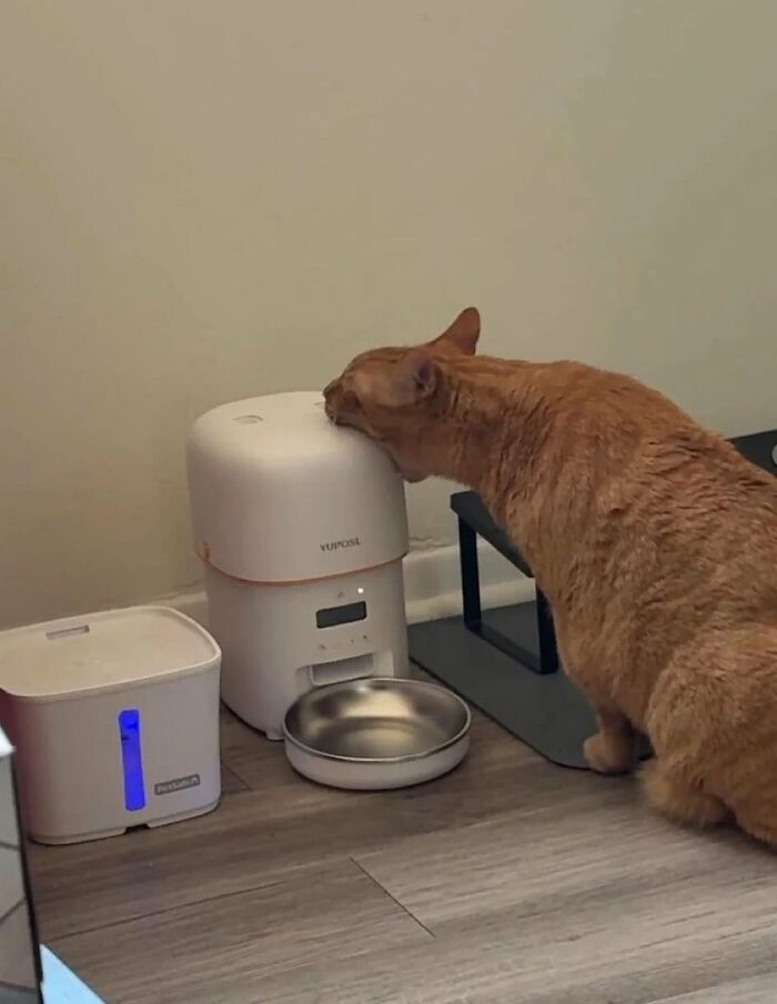 Gato naranja con aura poderosa oliendo un dispensador automático de comida en una cocina moderna y minimalista.