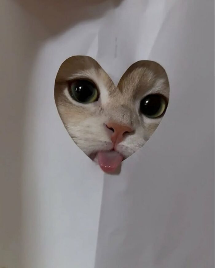 Gato con aura poderosa mostrando la lengua a través de un corte en forma de corazón en papel blanco.