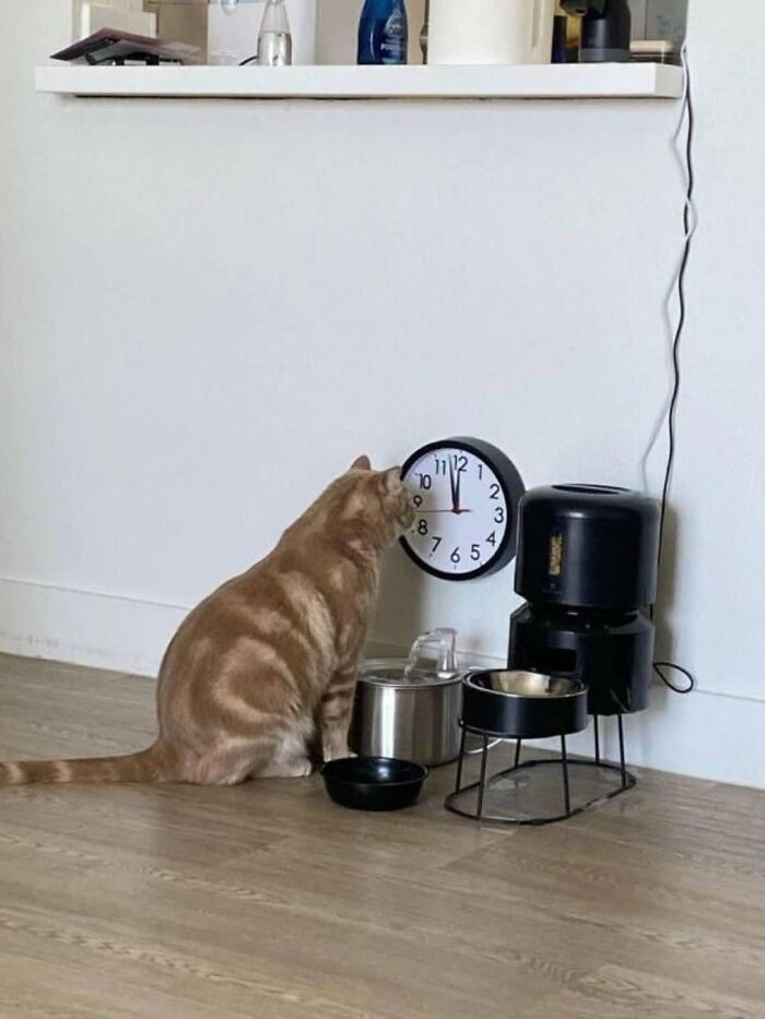 Gato con aura poderosa sentado en el suelo frente a un reloj y comederos en un ambiente interior minimalista.