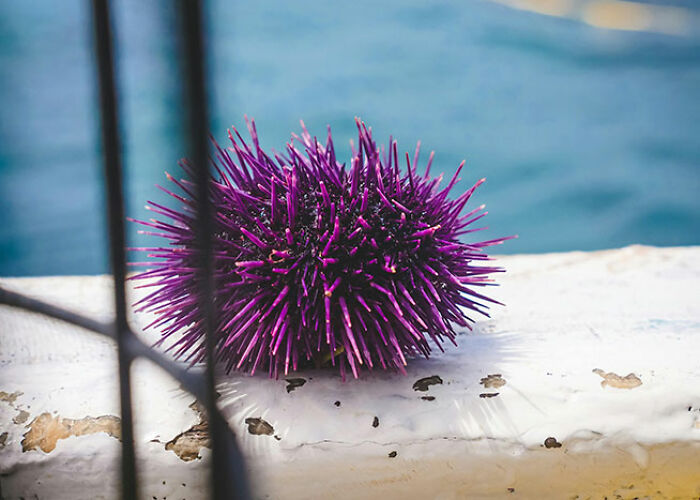 Erizo de mar púrpura con espinas afiladas sobre superficie blanca junto al mar, ilustrando verdades inquietantes sobre animales.
